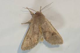 Attēlu rezultāti vaicājumam “Orthosia populeti”