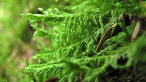 Attēlu rezultāti vaicājumam “Neckera complanata”