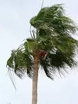 palm tree blowing in the wind - via Daymix