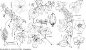 Attēlu rezultāti vaicājumam “Thladiantha dubia flower”