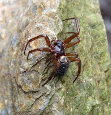 Attēlu rezultāti vaicājumam “Steatoda grossa”