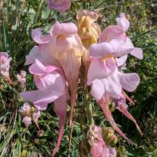 Attēlu rezultāti vaicājumam “Linaria loeselii bud”