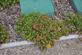 Image result for Sedum album `Coral Carpet`