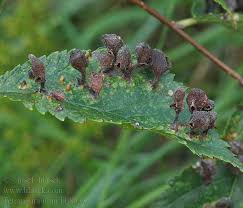 Attēlu rezultāti vaicājumam “Tetraneura ulmi”