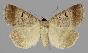 Attēlu rezultāti vaicājumam “Lygephila viciae”