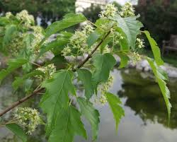 Attēlu rezultāti vaicājumam “Acer tataricum subsp. ginnala bud”