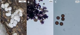 Attēlu rezultāti vaicājumam “Physarum bitectum”
