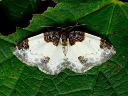 Attēlu rezultāti vaicājumam “Mesoleuca albicillata”