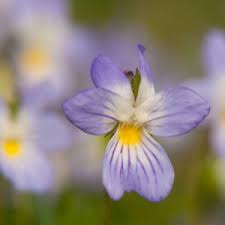 Attēlu rezultāti vaicājumam “Viola x williamsii flower”