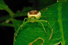 Attēlu rezultāti vaicājumam “Diaea dorsata”