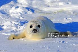 Image result for Pagophilus groenlandicus