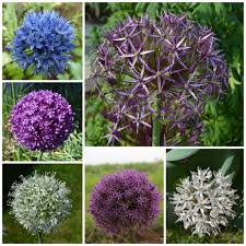 Image result for Zierlauch