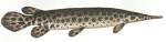 Biology 348 - Fish Classification