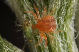 Attēlu rezultāti vaicājumam “Macrosiphoniella millefolii”