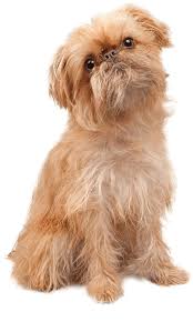 Image result for brüsseler giffon