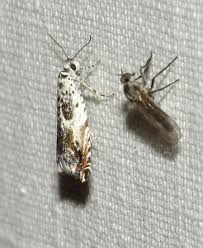 Attēlu rezultāti vaicājumam “Griselda ustomaculana”