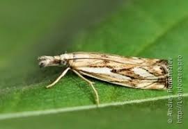 Attēlu rezultāti vaicājumam “Catoptria fulgidella”