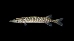 Image result for Esox masquinongy