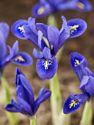 Attēlu rezultāti vaicājumam “Iris reticulata flower”