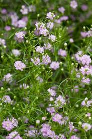Attēlu rezultāti vaicājumam “Gypsophila muralis fruit”