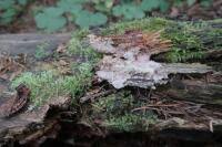 Attēlu rezultāti vaicājumam “Phlebia centrifuga”