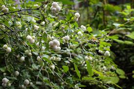 Attēlu rezultāti vaicājumam “Symphoricarpos albus fruit”
