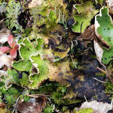 Attēlu rezultāti vaicājumam “Peltigera aphthosa”