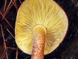 Attēlu rezultāti vaicājumam “Tricholomopsis rutilans”