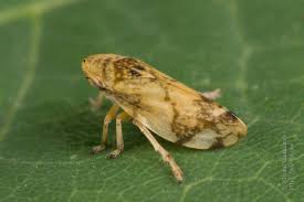 Attēlu rezultāti vaicājumam “Aphrophoridae imago”