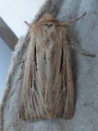 Attēlu rezultāti vaicājumam “Leucania comma”