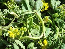 Attēlu rezultāti vaicājumam “Sinapis alba fruit”