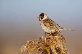 Attēlu rezultāti vaicājumam “Emberiza schoeniclus male”