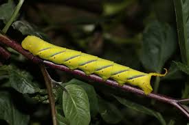 Attēlu rezultāti vaicājumam “Sphinx ligustri”