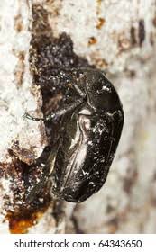 Attēlu rezultāti vaicājumam “Liocola lugubris”