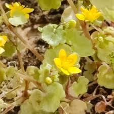 Attēlu rezultāti vaicājumam “Saxifraga cymbalaria flower”