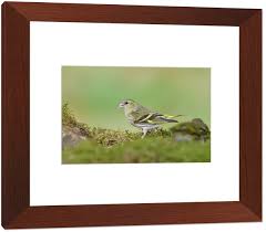 Attēlu rezultāti vaicājumam “Carduelis spinus male”