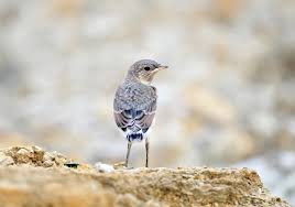 Attēlu rezultāti vaicājumam “Oenanthe oenanthe juvenile”