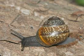 Attēlu rezultāti vaicājumam “Arianta arbustorum”