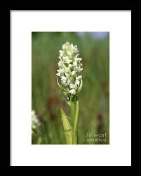 Attēlu rezultāti vaicājumam “Dactylorhiza incarnata leaf”