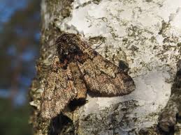 Attēlu rezultāti vaicājumam “Biston strataria”