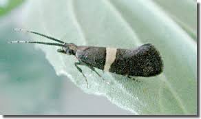 Attēlu rezultāti vaicājumam “Plutellidae”