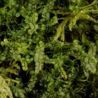 Attēlu rezultāti vaicājumam “Barbilophozia lycopodioides”