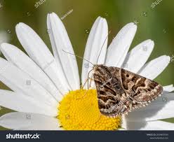 Attēlu rezultāti vaicājumam “Callistege mi”