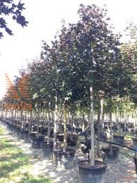 Attēlu rezultāti vaicājumam “Acer platanoides fo. schwedleri”