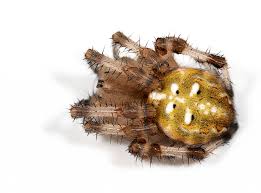 Attēlu rezultāti vaicājumam “Araneus quadratus male”