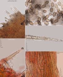 Attēlu rezultāti vaicājumam “Melanospora lagenaria”