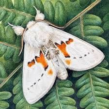 Attēlu rezultāti vaicājumam “Leucodonta bicoloria”