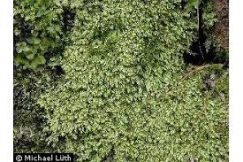 Attēlu rezultāti vaicājumam “Plagiothecium laetum”