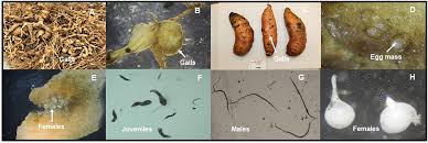 Attēlu rezultāti vaicājumam “Enteridium liceoides macro”