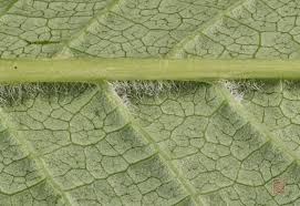 Attēlu rezultāti vaicājumam “Padus avium leaf”